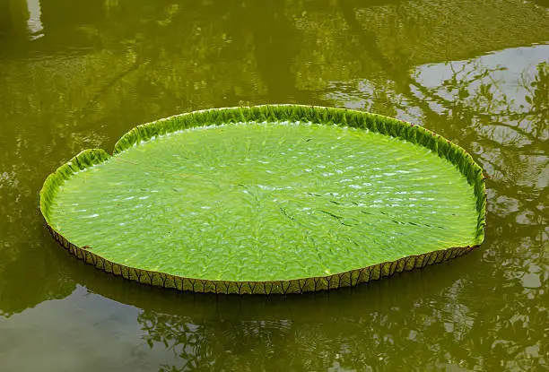 Photo of Victoria waterlilies