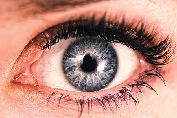 istock Female eye with long eyelashes close up 516174218