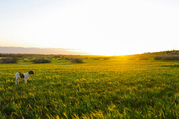 istock Sunset on the big island with dog 516174282
