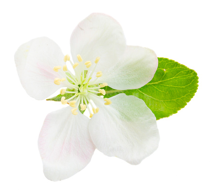 One Apple tree flower and leaf isolated on white background