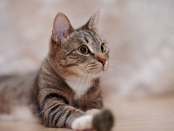 istock Portrait of a striped cat 516175600