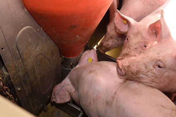 istock eating pigs in a farm 516176790