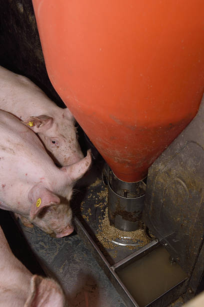 istock eating pigs in a farm 516177090