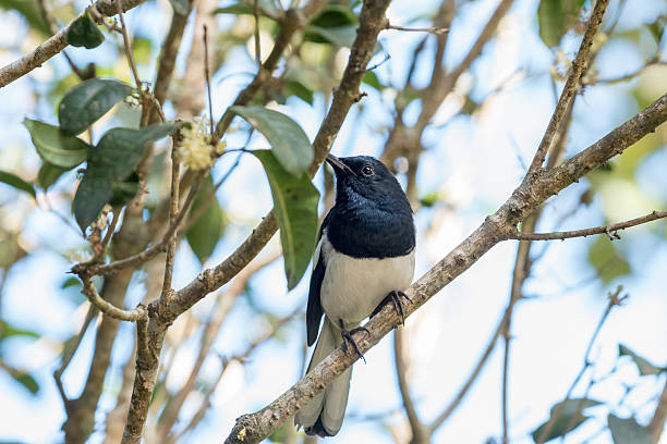 istock Bird on the branch of tree 516177104