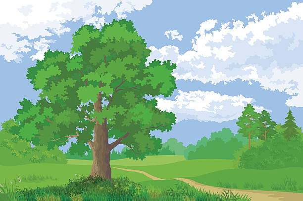 Landscape, Summer Forest and Oak Tree Landscape, Summer Green Forest, Oak Tree and Blue Cloudy Sky. Vector grass vector meadow spring stock illustrations