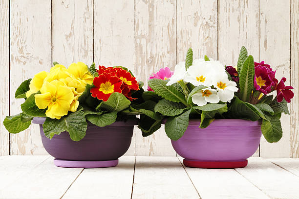 springtime, Primroses in flowers pots isolated on wooden white blank background