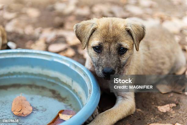 Background Blur And Soft Focus Puppies Living In The Temple Stock Photo - Download Image Now