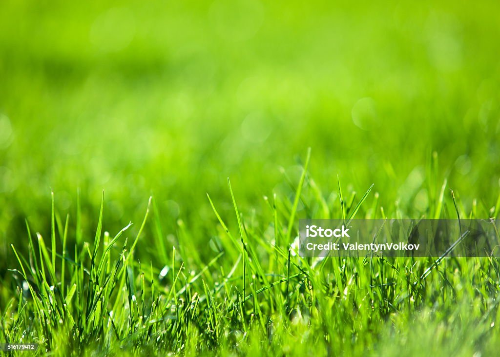 Hierba verde exuberante. - Foto de stock de Hierba - Pasto libre de derechos