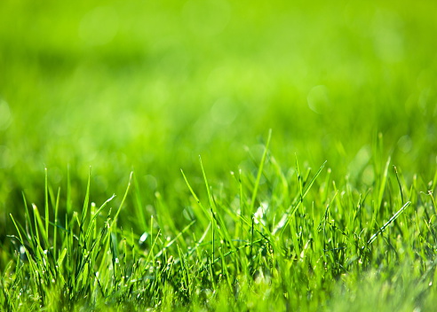 Agricultural green field with young green sprouts