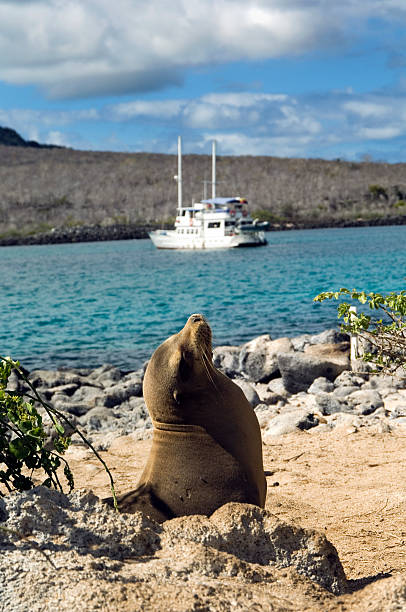 Sea lions relaxing on beach, Galapagos