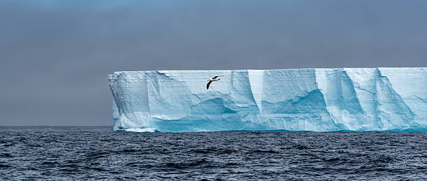 Albatross flying across a tabular iceberg in Antarctica