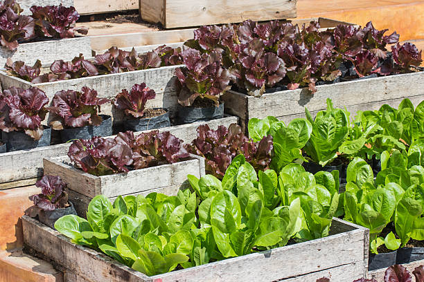 istock green oak lettuce and red oak lettuce. vegetable farm 516179932