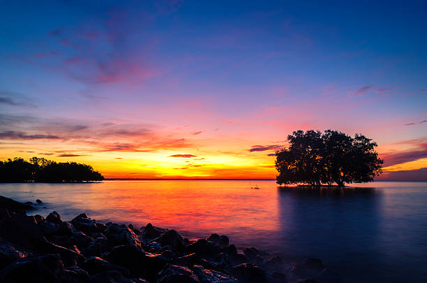 istock dead tree by the sea with the beautiful morning sun. 516180074