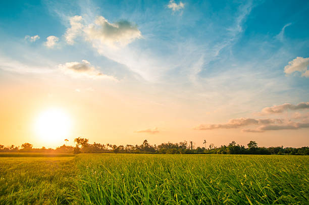 istock Green rice fild with evening sky 516180382