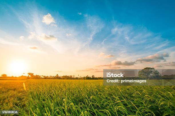 Green Rice Fild Mit Abendhimmel Stockfoto und mehr Bilder von Himmel - Himmel, Feld, Landschaft