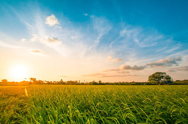 verde arroz fild con el cielo al anochecer - escena rural fotografías e imágenes de stock
