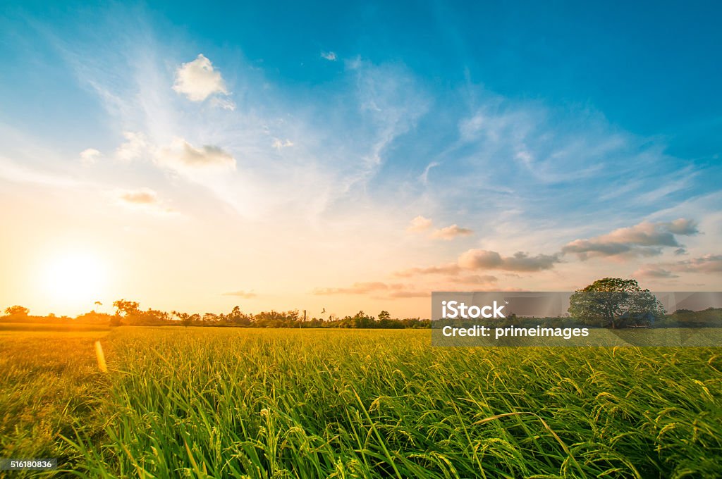 Green rice fild with evening sky - Royaltyfri Himmel Bildbanksbilder