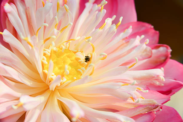 istock Close up lotus flower pistil 516180868