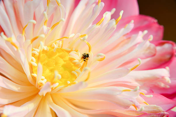 istock Close up lotus flower pistil 516180952