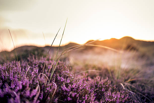 heather 있는 동안 썬라이즈 메도 - wildflower vibrant color outdoors full frame 뉴스 사진 이미지