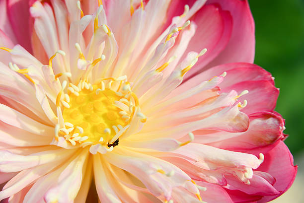 istock Close up lotus flower pistil 516181278