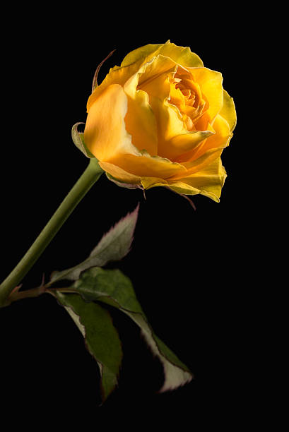 istock Closeup of Yellow Rose on Black 516181834