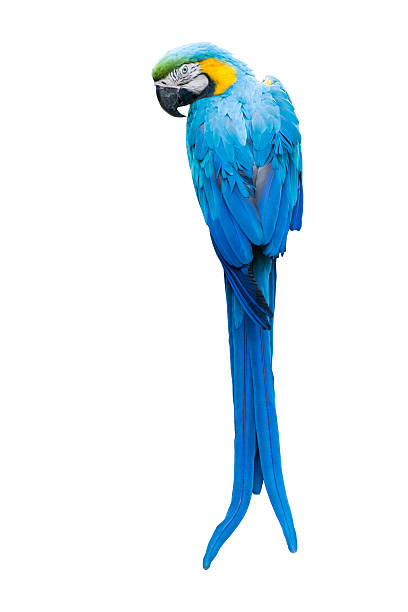 istock Colorful blue parrot macaw on white background 516184202