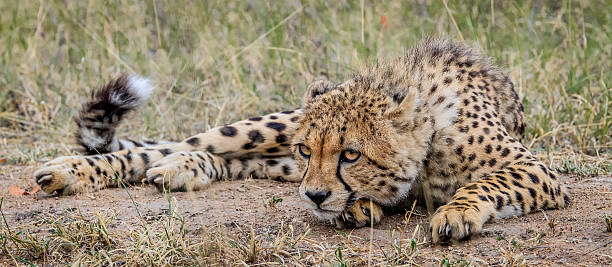 istock Cheetah laying down in the grass 516185010
