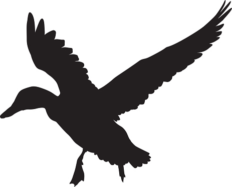 Flying duck silhouette.  Vector EPS 8