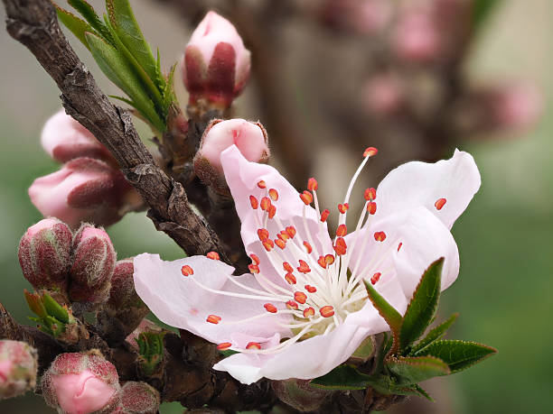 istock Macro of beautiful pink peach flower 516186140