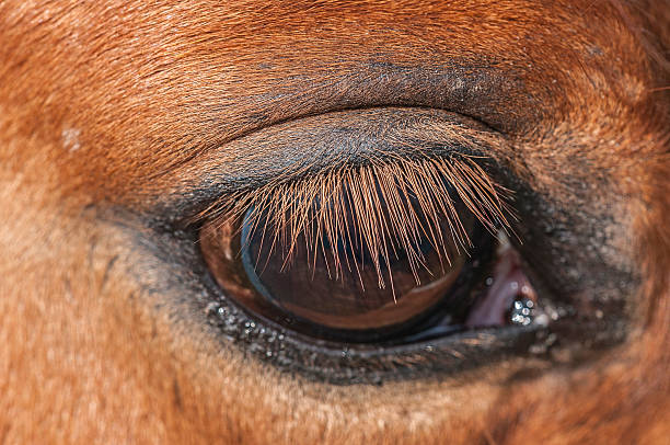 istock Horses and Ponies Spanish race 516187028