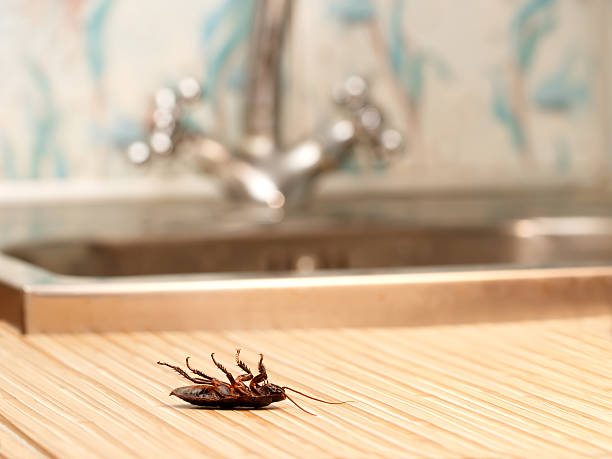 Dead cockroaches in an apartment house Dead cockroaches in an apartment house on the background of the water faucet. Inside high-rise buildings. Fight with cockroaches in the apartment. Extermination. hairy insect stock pictures, royalty-free photos & images