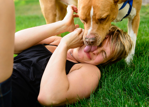 A young female squirming as a dog, pit bull, licks her face on the grass.