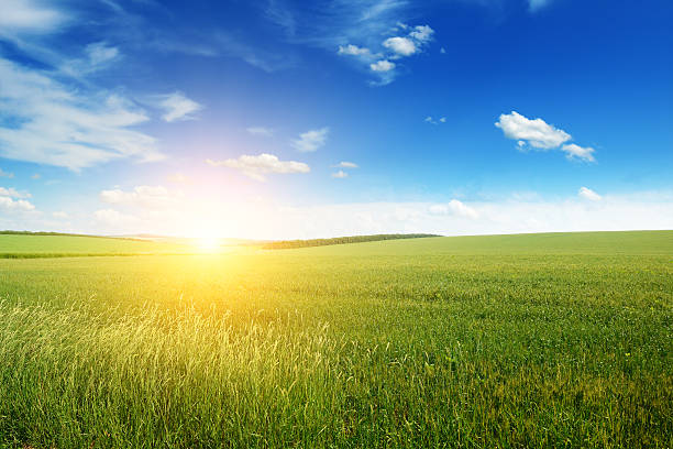 istock Beautiful sunset on green field 516188172