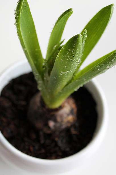 istock Hyacinth sprout with drops of dew 516188240