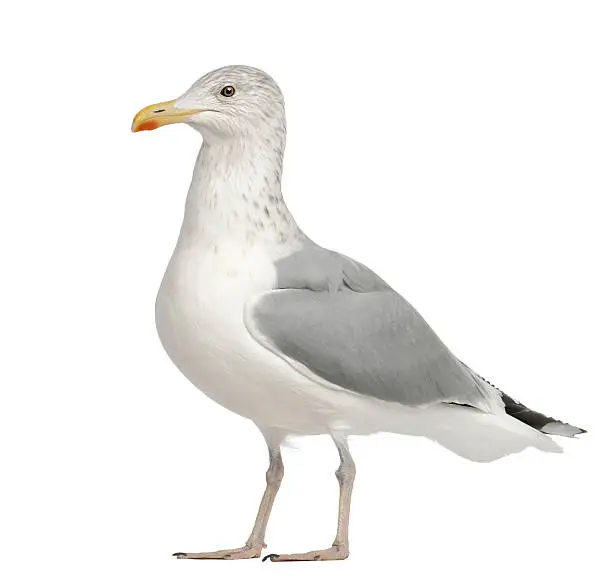 Photo of European Herring Gull, Larus argentatus, 4 years old, standing