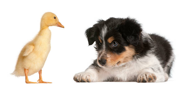 istock Border Collie puppy playing with a duckling 516188642