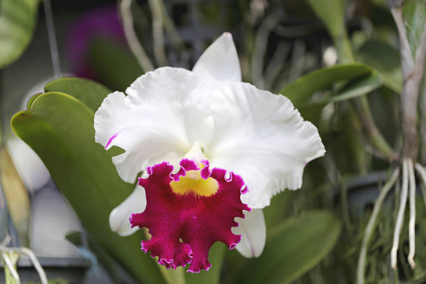 istock White of wild orchids. 516188651