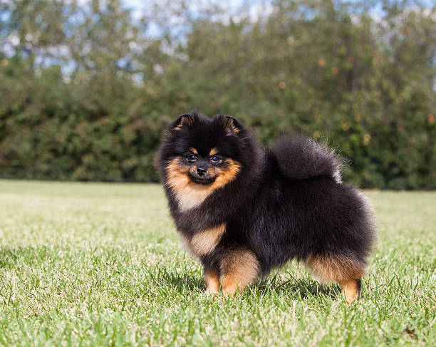 istock Purebred Dog Pomeranian Spitz 516188839