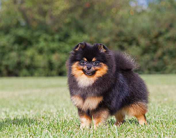 istock Purebred Dog Pomeranian Spitz 516188945