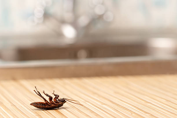 Dead cockroach in apartment house in the kitchen. Dead cockroaches in an apartment house on the background of the water faucet. Inside high-rise buildings. Fight with cockroaches in the apartment. Extermination. cockroach stock pictures, royalty-free photos & images