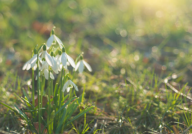 istock buds of snowdrop in spring light - shallow DOF 516189496