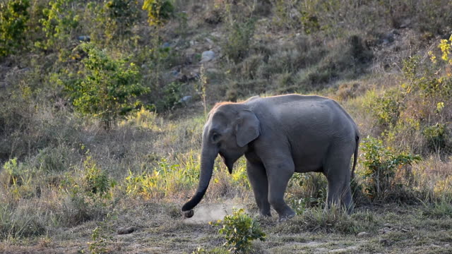 Asia Elephant
