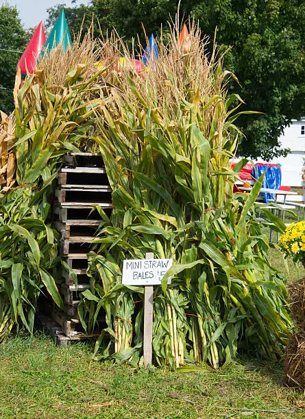 Cornstalks - once harvested make wonderful lawn art