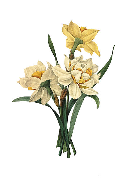 двойные желтый/redoute цветок иллюстрации - antique old fashioned daffodil single flower stock illustrations