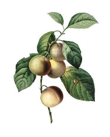 High resolution illustration of a greengage, isolated on white background. Engraving by Pierre-Joseph Redoute. Published in Choix Des Plus Belles Fleurs, Paris (1827).