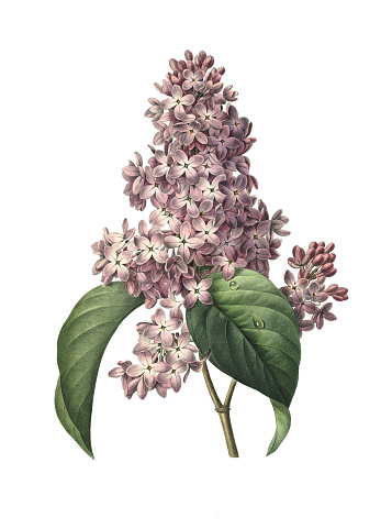 High resolution illustration of a lilac, isolated on white background. Engraving by Pierre-Joseph Redoute. Published in Choix Des Plus Belles Fleurs, Paris (1827).