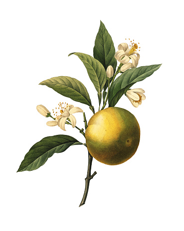 High resolution illustration of an orange fruit, isolated on white background. Engraving by Pierre-Joseph Redoute. Published in Choix Des Plus Belles Fleurs, Paris (1827).