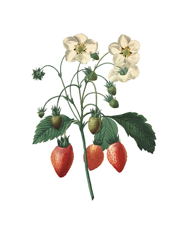 High resolution illustration of a strawberry, isolated on white background. Engraving by Pierre-Joseph Redoute. Published in Choix Des Plus Belles Fleurs, Paris (1827).