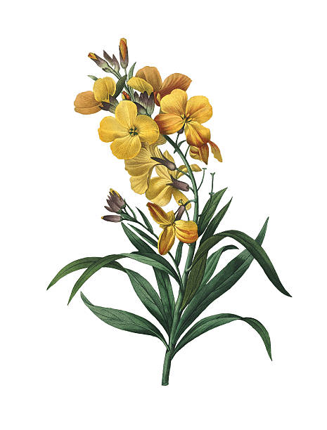 ilustrações, clipart, desenhos animados e ícones de invisível/redoute flor ilustrações - white background yellow close up front view